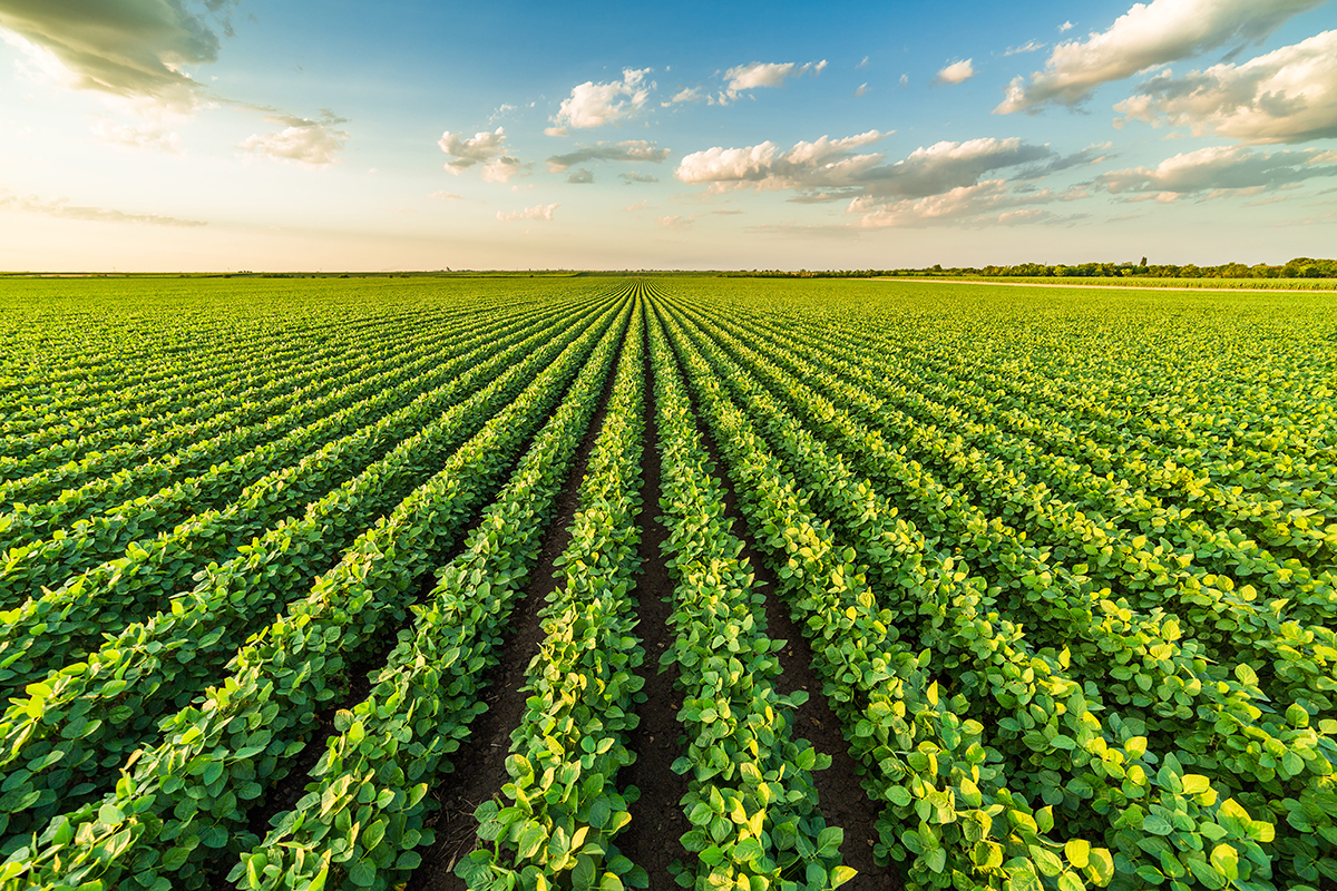 soluções biológicas para agricultura sustentável
