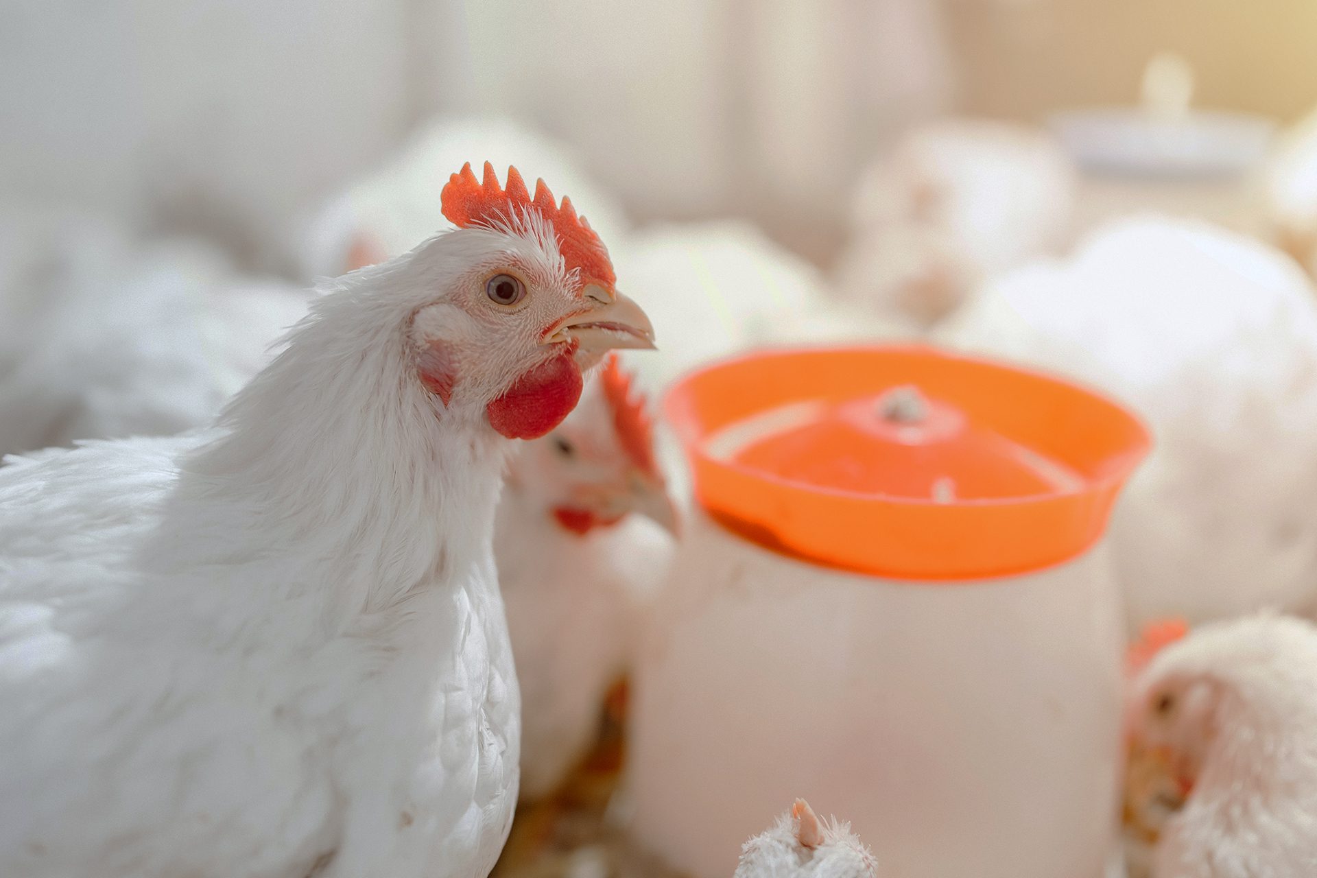 Frango branco saudável em destaque na granja, próximo a bebedouro laranja, representando boas práticas de avicultura, nutrição adequada e ambiente limpo.
